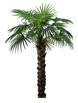 Coed Artiffisial Livistona
